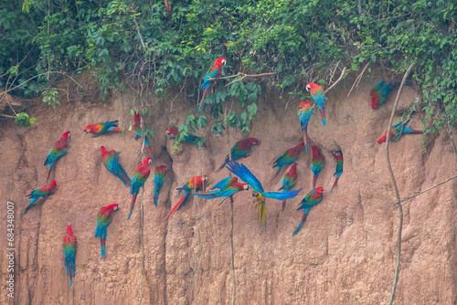 Clay lick of Tambopata in Peru: Madre de dios with its numerous macaw species feeding at clay lick in Peru (ara macao, ara aurana) photo