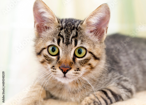 Pet animal; cute tabby kitten cat