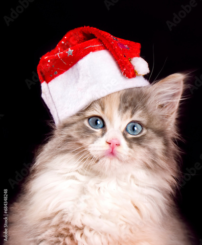 New year concept calico kitten © Esin Deniz