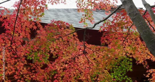 A view of the precincts of a temple with autumn leaves. photo