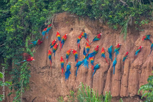 Clay lick of Tambopata in Peru: Madre de dios with its numerous macaw species feeding at clay lick in Peru (ara macao, ara aurana)