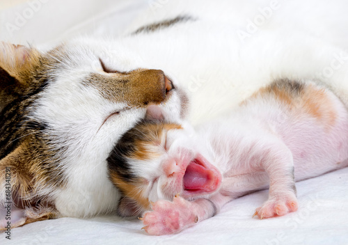 Mother cat and baby cat