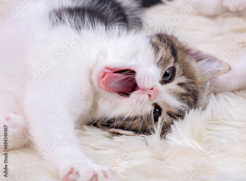 Cute kitten cat, pet animal