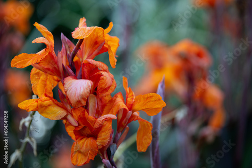 Close up of an orange Canna Indica on the beautiful background. Indian shot placed on the left side of photo with blurry background