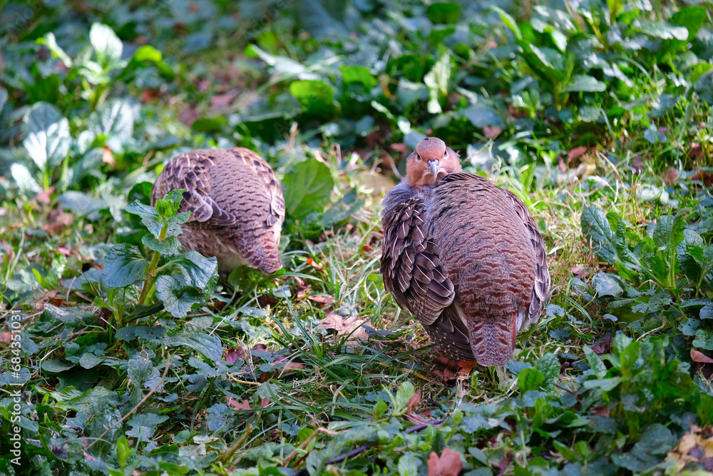 Fototapeta premium partridges in bushes, wild animals, a couple of partridges, Perdicinae