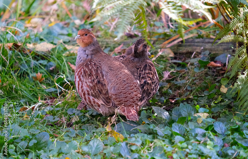 partridges in bushes, wild animals, a couple of partridges, Perdicinae photo