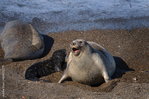 Southern elephant seal is lying on the beach. Colony of elephant seals in Valdés peninsula in Argentina. Seal calf stay near the mother.