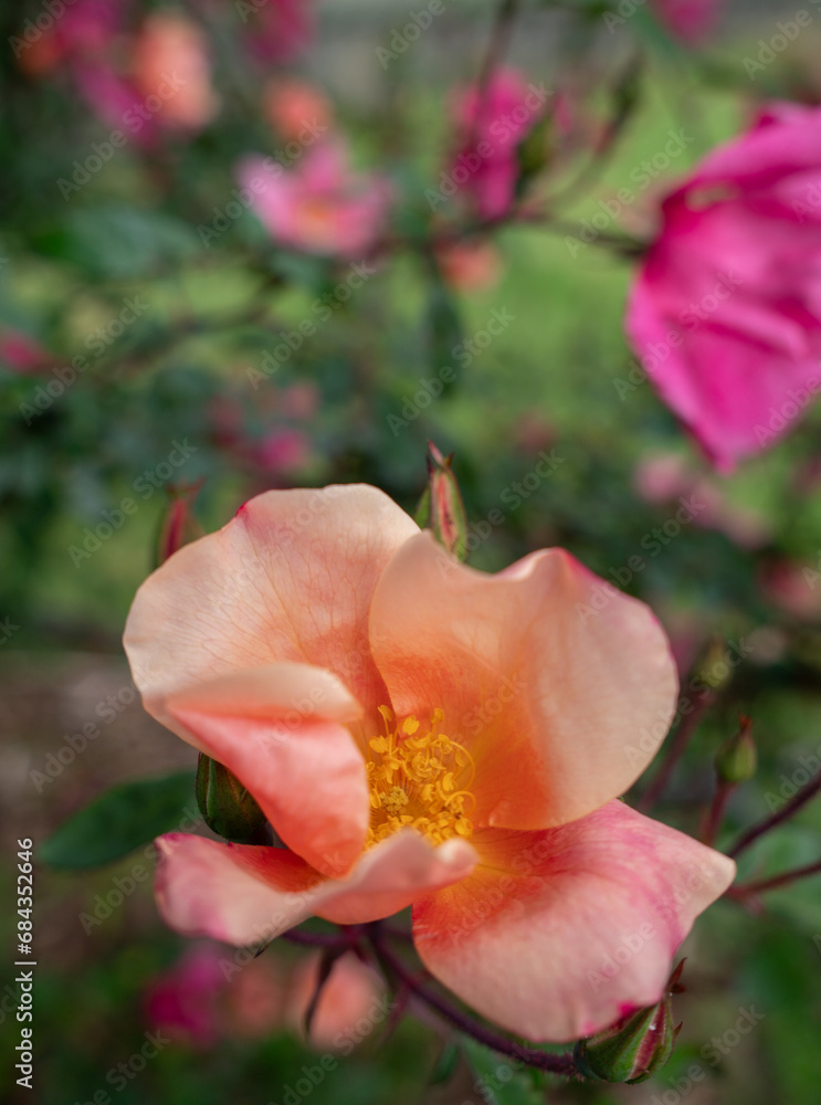 Close Up of Beautiful Orange Starburst Rose Close Up of Beautiful Orange Starburst Rose