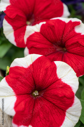 Dreams Red Picotee Petunia