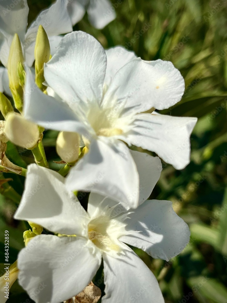 close-up of a white flower in a garden on a sunny summer day
close-up of a white flower in a garden on a sunny summer day