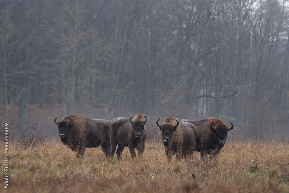 Group of european bison during rain in Bialowieza national park. The zubr on the meadow. Huge bull is resting between trees in Poland. 