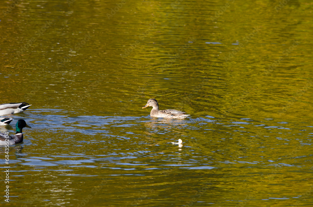 family of ducks on the pond in summer