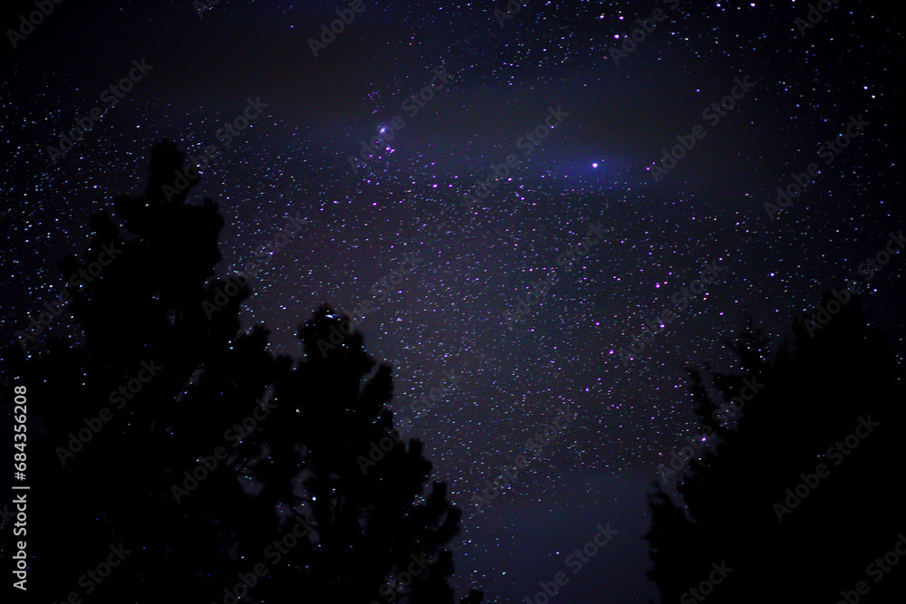 Fototapeta premium purple night sky with trees and stars