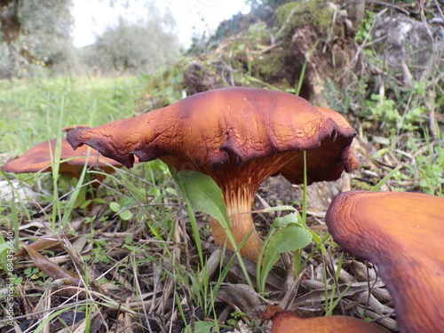 brown mushroom on green vegetation photo