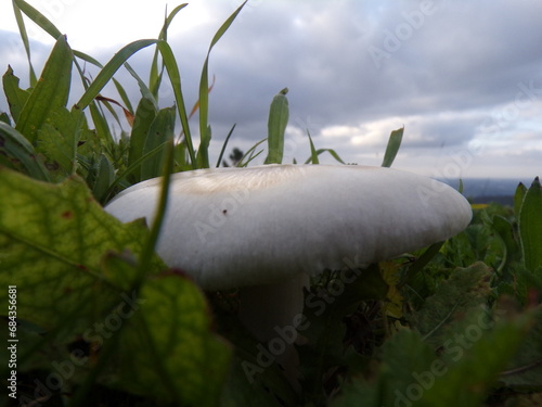 white mushroom on green vegetation