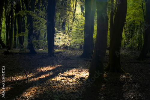 Sunlight in green beech forest in Dutch woods