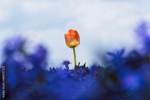 Tulip in flowerbed with purple coloring hyacinths against dark sky in spring time photo