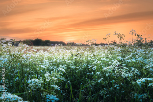Morning meadow with flowering Cow parsley in the foreground