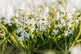Blooming white hyacint bulb field with Close up