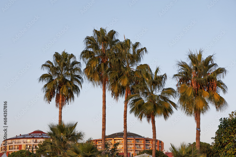Palm trees over the roofs in a resort town at sunset, Turkey.