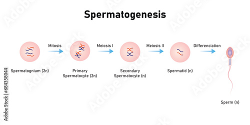 Spermatogenesis Process Scientific Design. Vector Illustration.