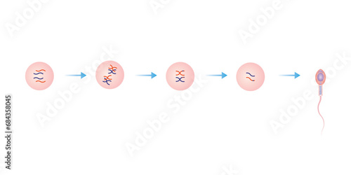 Spermatogenesis Process Scientific Design. Vector Illustration.