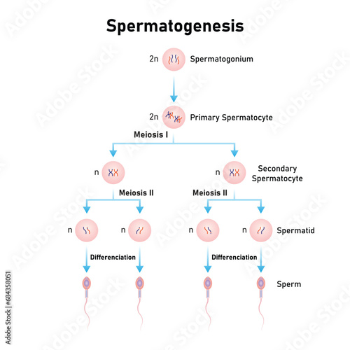 Spermatogenesis Process Scientific Design. Vector Illustration.