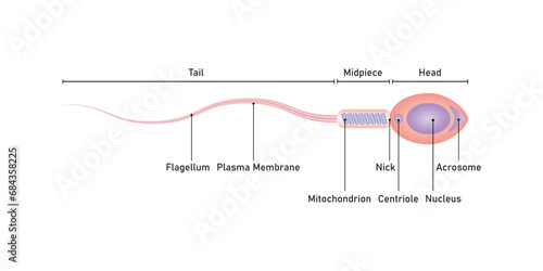 Human Sperm Diagram Scientific Design. Vector Illustration.