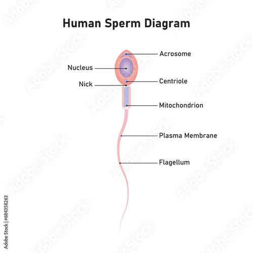 Human Sperm Diagram Scientific Design. Vector Illustration.