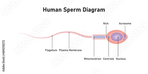 Human Sperm Diagram Scientific Design. Vector Illustration.