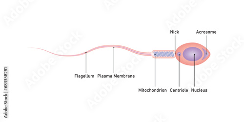 Human Sperm Diagram Scientific Design. Vector Illustration.