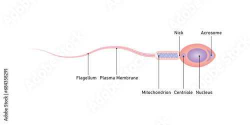 Human Sperm Diagram Scientific Design. Vector Illustration.