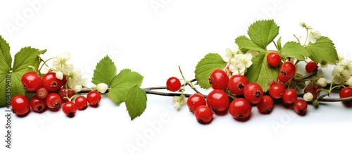 white background of a summer nature scene, a red fruit-bearing plant thrives, embodying the essence of a healthy diet
