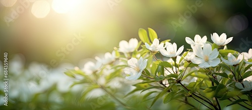 Blooming white flowers amidst lush green nature beneath a shining sun. photo