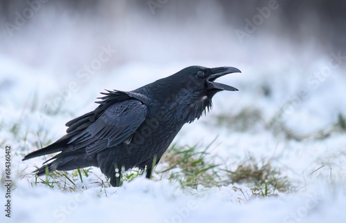 Raven bird ( Corvus corax ) close up