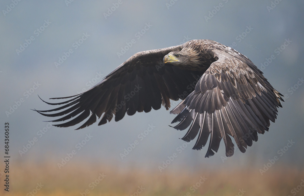 White tailed eagle ( Haliaeetus albicilla) White tailed eagle ( Haliaeetus albicilla)