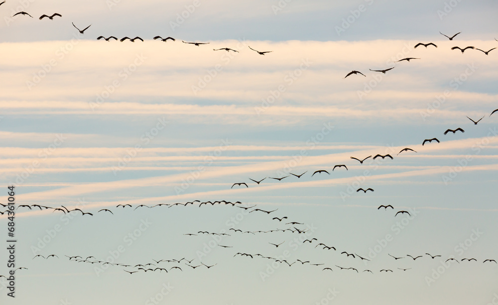 Fototapeta premium Migration of flock of cranes in the sky. High quality photo