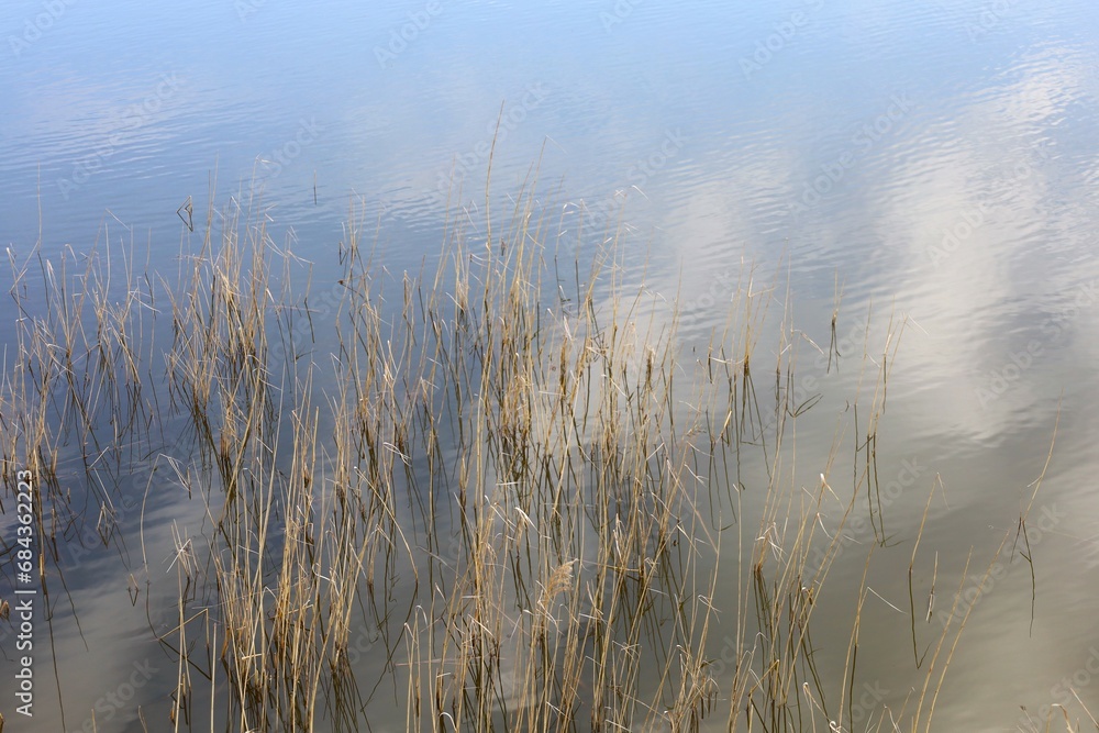 Reeds in the water Reeds in the water