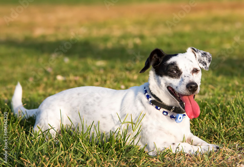 Pet animal; Jack Russell dog.