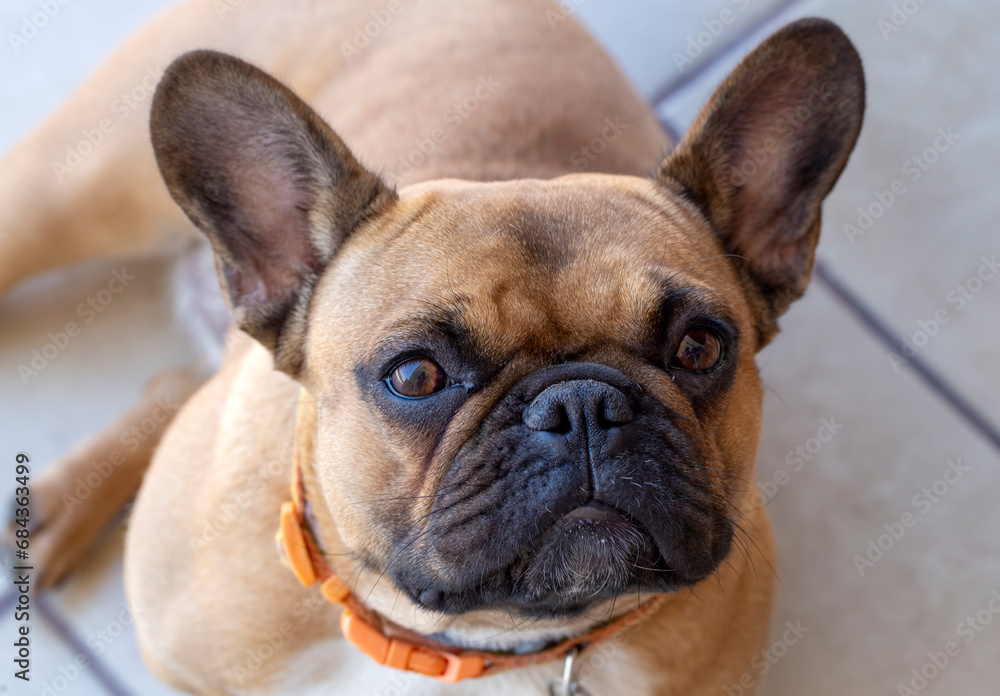 Pet animal; cute dog. French bulldog dog. Pet animal; cute dog. French bulldog dog.
