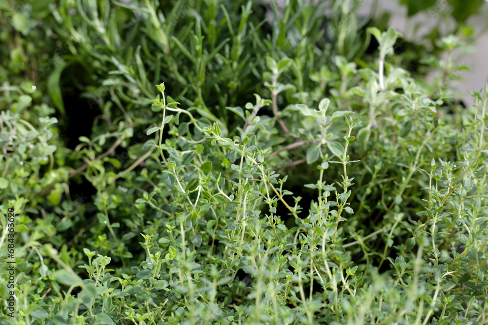 Fresh herbs in the garden Fresh herbs in the garden