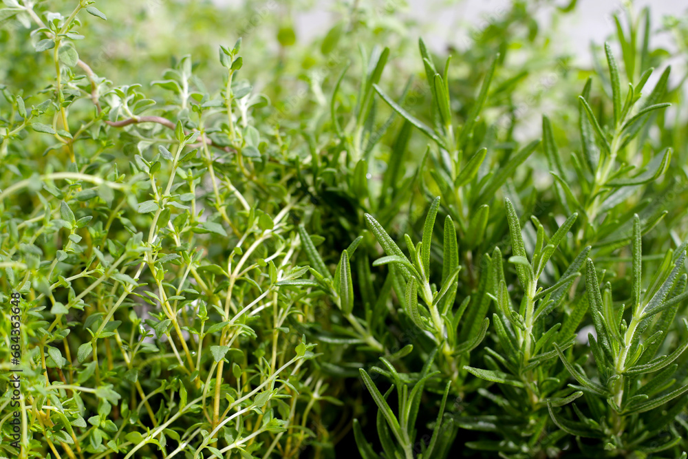 Fresh herbs in the garden Fresh herbs in the garden