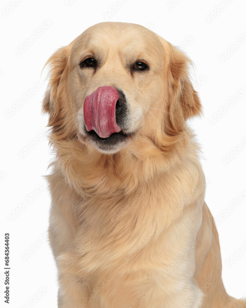 portrait of beautiful labrador retriever dog licking nose in a greedy way portrait of beautiful labrador retriever dog licking nose in a greedy way