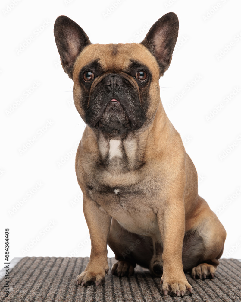 bored little french bulldog puppy looking forward and sitting