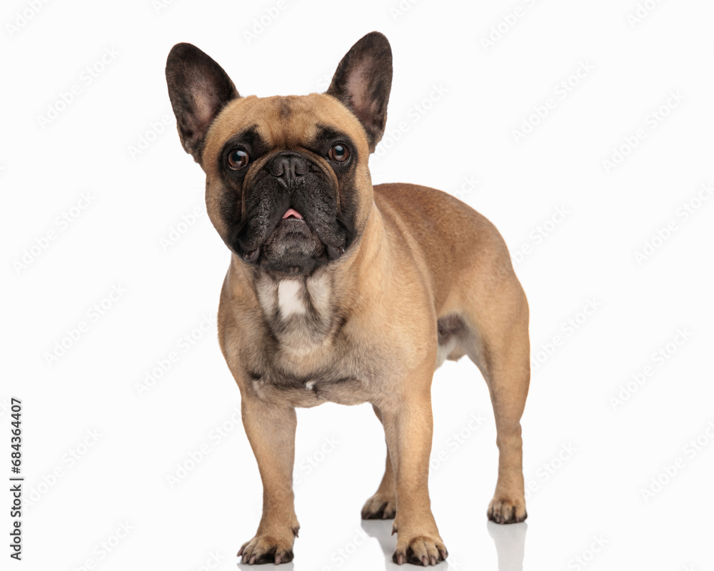 beautiful french bulldog dog looking forward and panting while standing