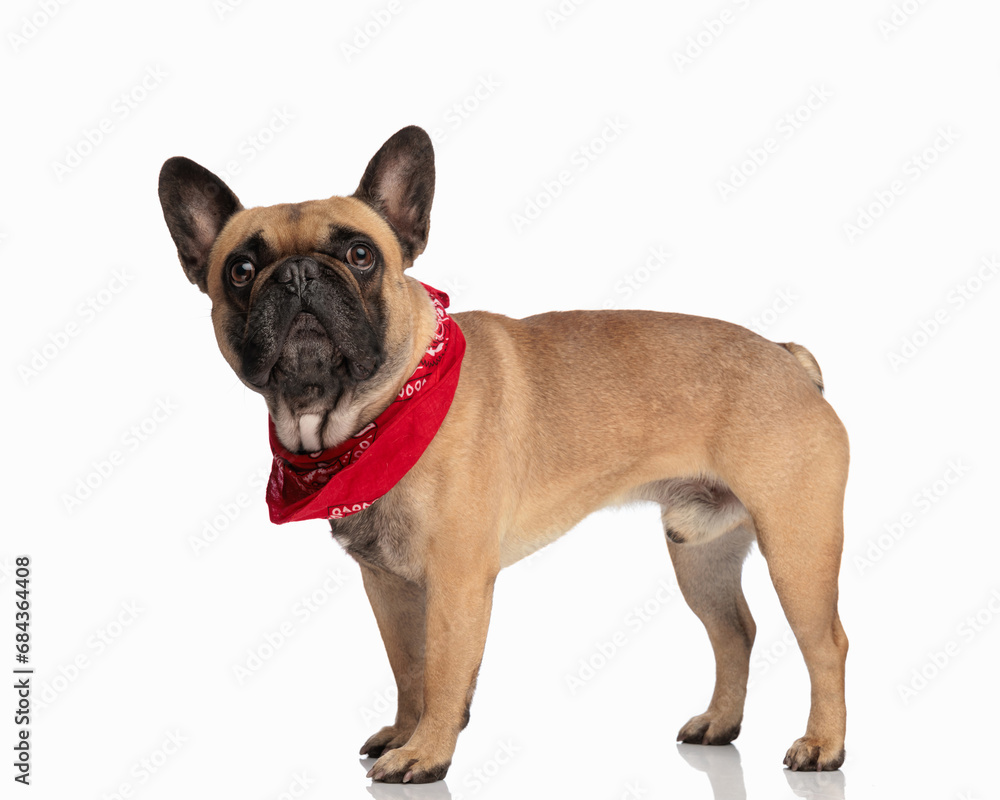 side view of adorable french bulldog with red bandana looking up