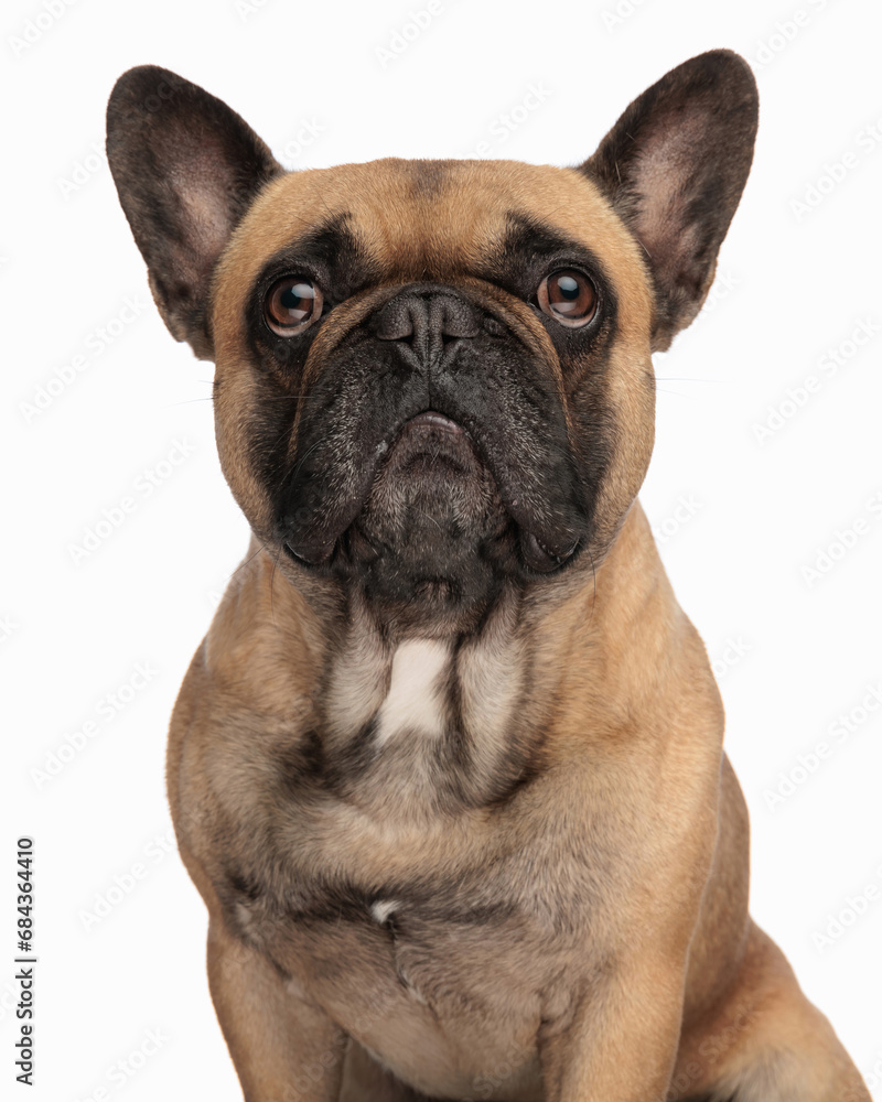 unhappy french bulldog dog looking up and waiting for food
