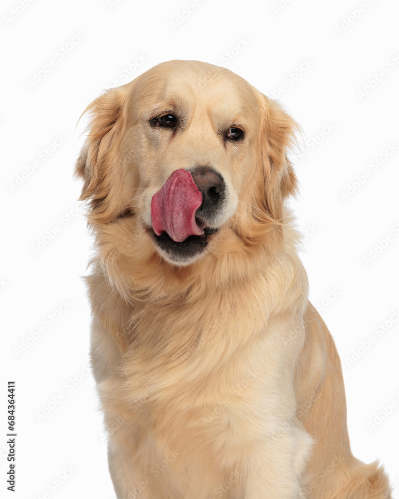 greedy little labrador retriever puppy looking away and licking nose greedy little labrador retriever puppy looking away and licking nose
