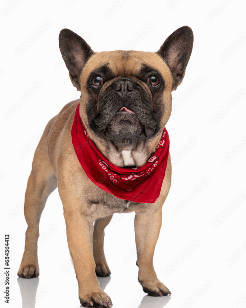 adorable french bulldog dog wearing red bandana and looking forward