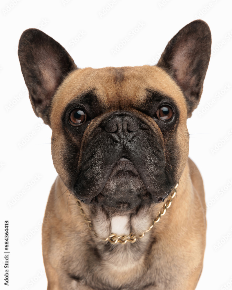 portrait of french bulldog dog with golden collar looking forward portrait of french bulldog dog with golden collar looking forward